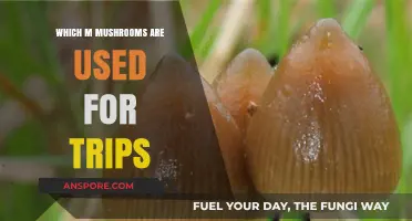 Exploring Psychedelic Mushrooms: Types Used for Mind-Altering Trips