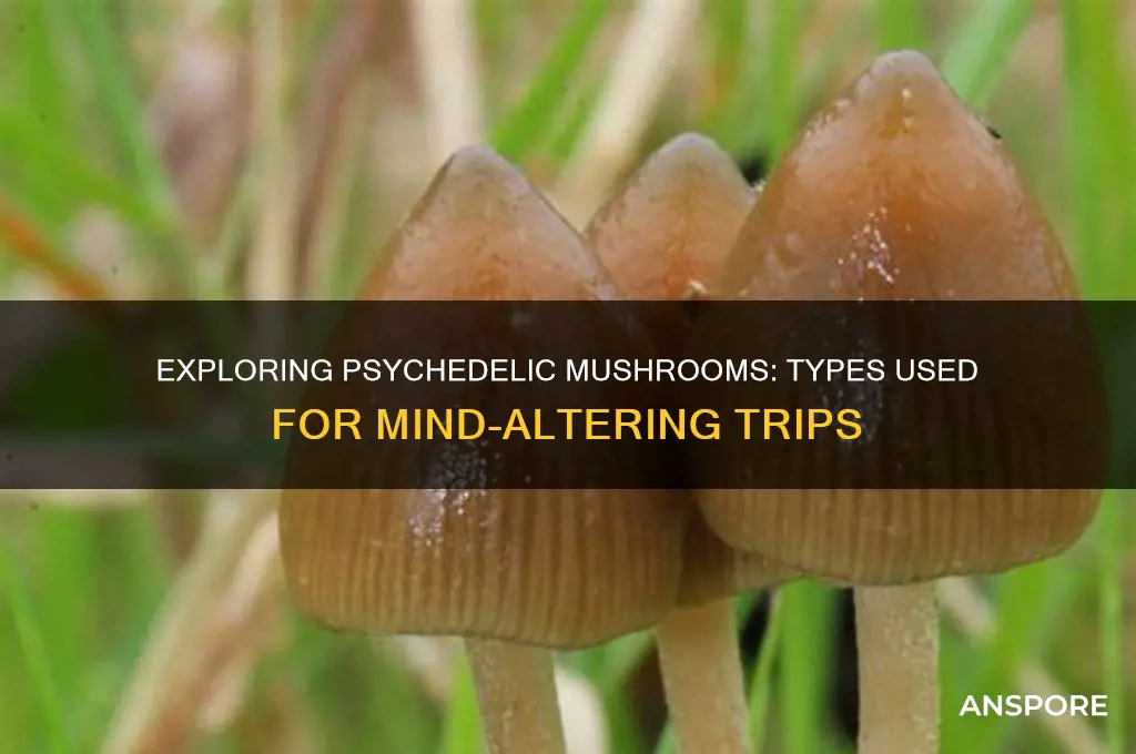 which m mushrooms are used for trips