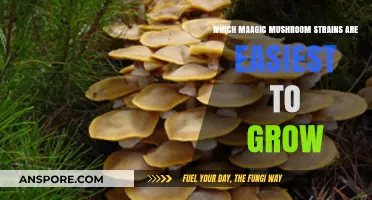 Beginner-Friendly Magic Mushroom Strains: Simplest Varieties to Cultivate at Home