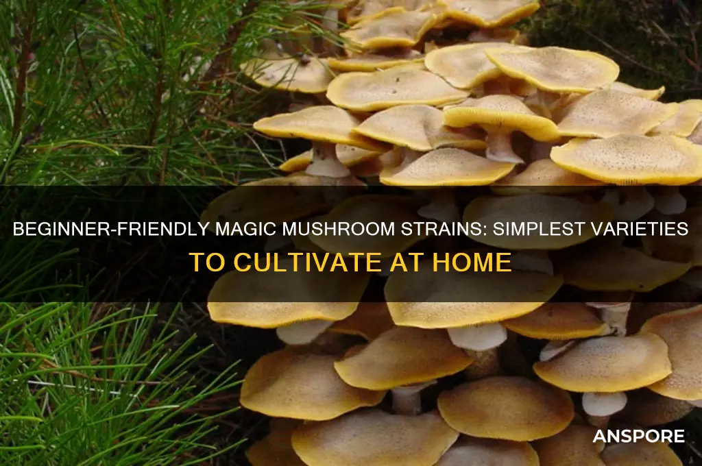 which maagic mushroom strains are easiest to grow
