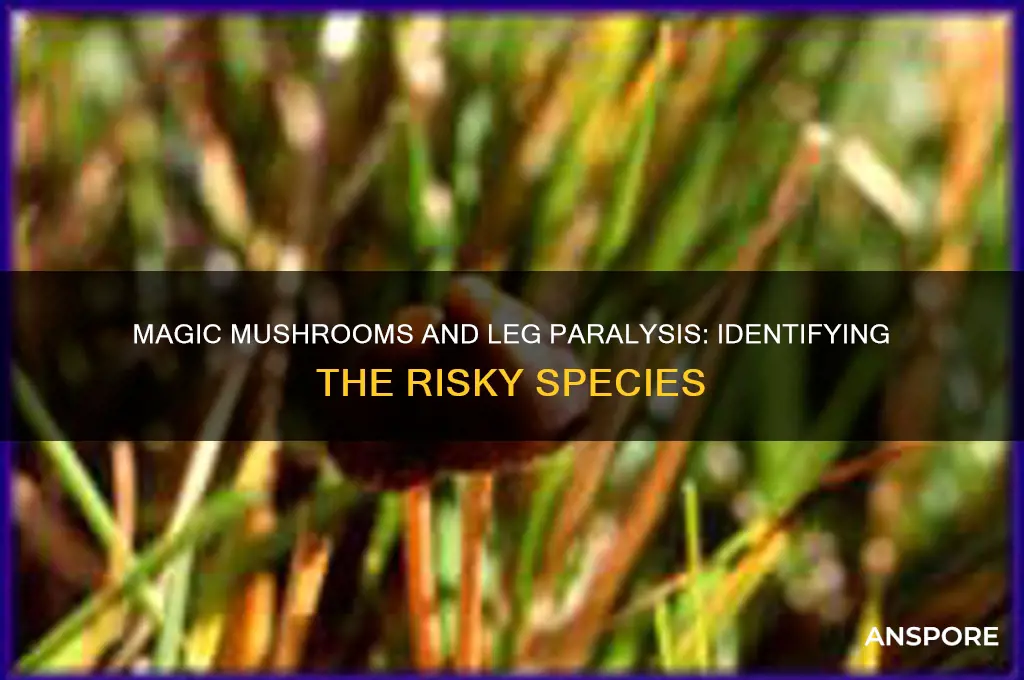 which magic mushroom can cause leg paralysis