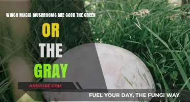 Green vs. Gray Magic Mushrooms: Which Variety Offers Better Effects?