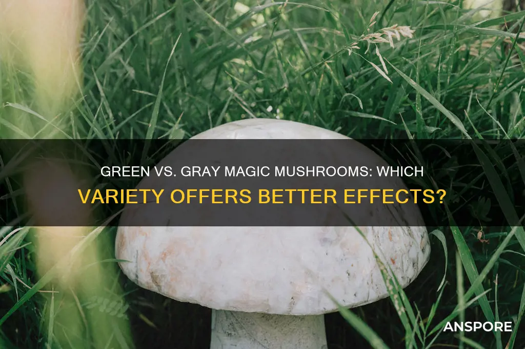 which magic mushrooms are good the green or the gray