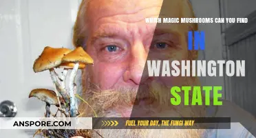 Discovering Washington State's Wild Magic Mushroom Varieties and Their Habitats
