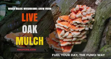 Live Oak Mulch Magic: Discovering Mushrooms That Thrive in This Medium
