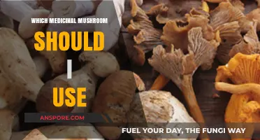 Choosing the Right Medicinal Mushroom for Your Health Needs