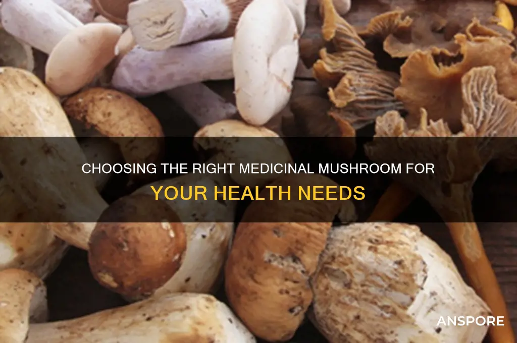 which medicinal mushroom should i use