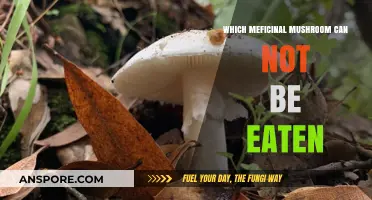 Toxic Medicinal Mushrooms: Which Varieties Are Unsafe to Consume?