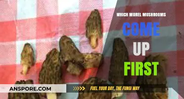 First to Bloom: Early-Season Morel Mushrooms and Their Arrival