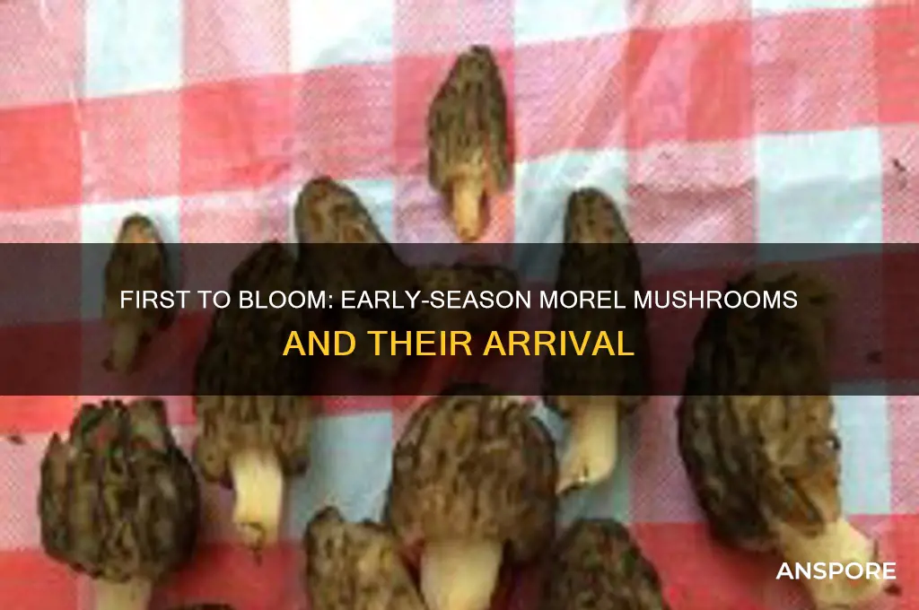 which morel mushrooms come up first