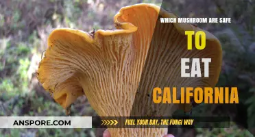 California's Edible Mushrooms: A Guide to Safe and Delicious Varieties