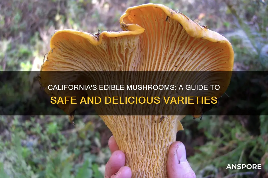 which mushroom are safe to eat california