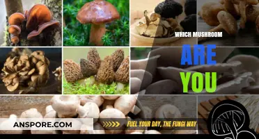 Mushroom Personalities: Discover Your Funghi Self