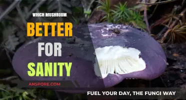 Mushroom Varieties: Sanity Benefits Explored