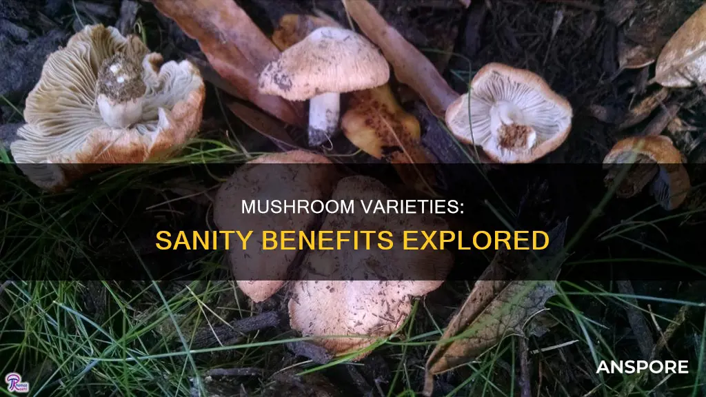 which mushroom better for sanity