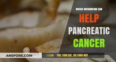 Exploring Mushrooms' Potential: Natural Allies in Pancreatic Cancer Support