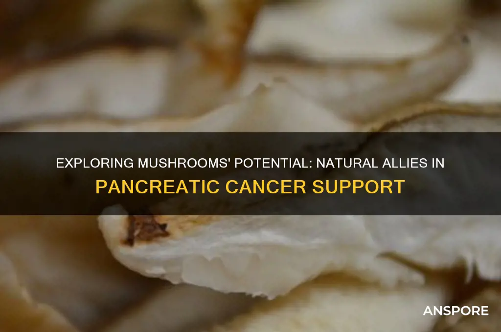 which mushroom can help pancreatic cancer