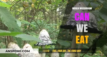 Delicious and Safe: A Guide to Edible Mushrooms You Can Eat
