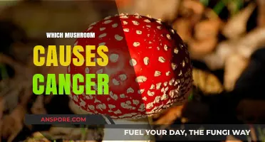 Mushroom Mystery: Cancer-Causing Fungi Identified
