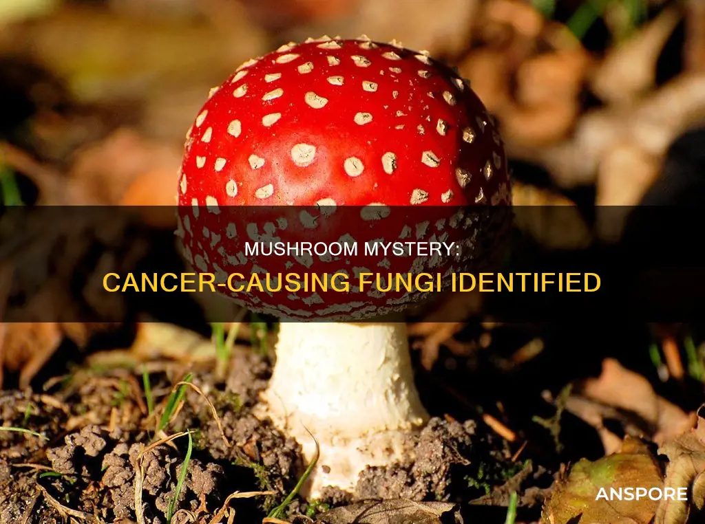 which mushroom causes cancer
