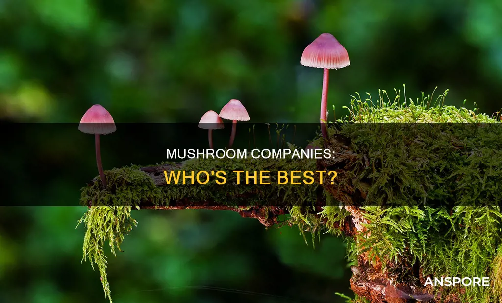 which mushroom company is best