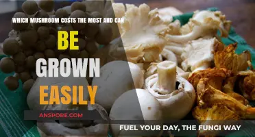 Expensive Yet Easy-to-Grow: The Most Valuable Mushroom for Home Cultivation