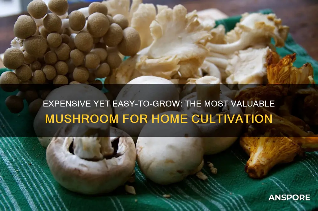 which mushroom costs the most and can be grown easily