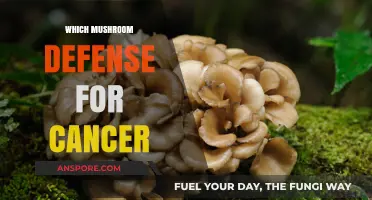 Mushroom Defense: Cancer's Natural Foe