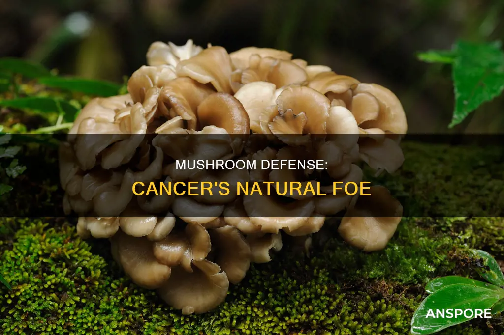 which mushroom defense for cancer