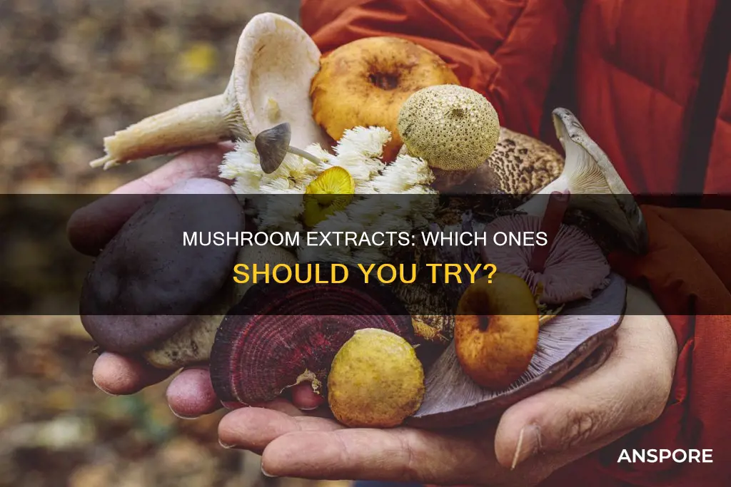 which mushroom extract
