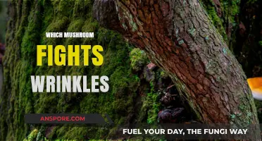 Mushroom Skincare: Eradicating Wrinkles, Glowing Up Skin