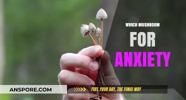 Mushrooms for Anxiety: Which Varieties to Try