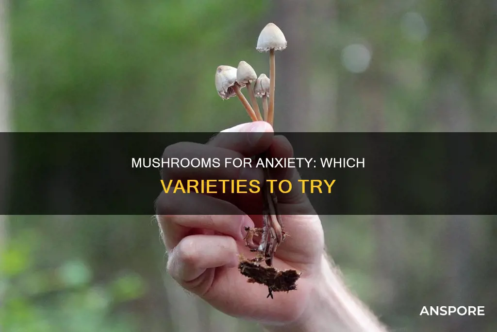 which mushroom for anxiety