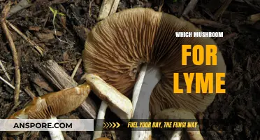 Mushroom Types for Lyme Treatment