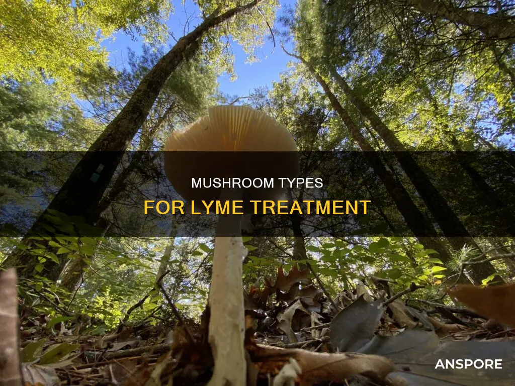 which mushroom for lyme