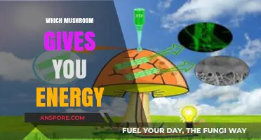 Mushroom Power: Energy-Boosting Fungi for Wellness