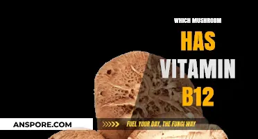 Mushroom Varieties Rich in Vitamin B12