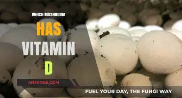 Mushroom Superpowers: Vitamin D Sources