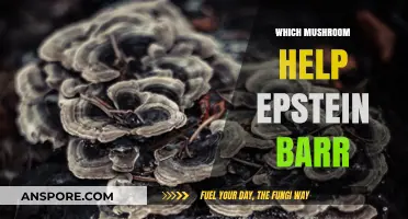 Mushroom Magic: Epstein-Barr Virus Aid