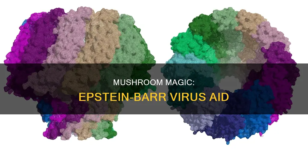 which mushroom help epstein barr