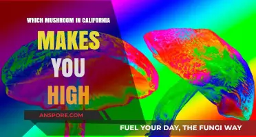 California's Psychedelic Mushrooms: Which Species Induce a Natural High?