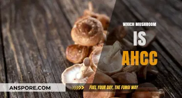 Mushroom Magic: Unveiling AHCC's Power Source