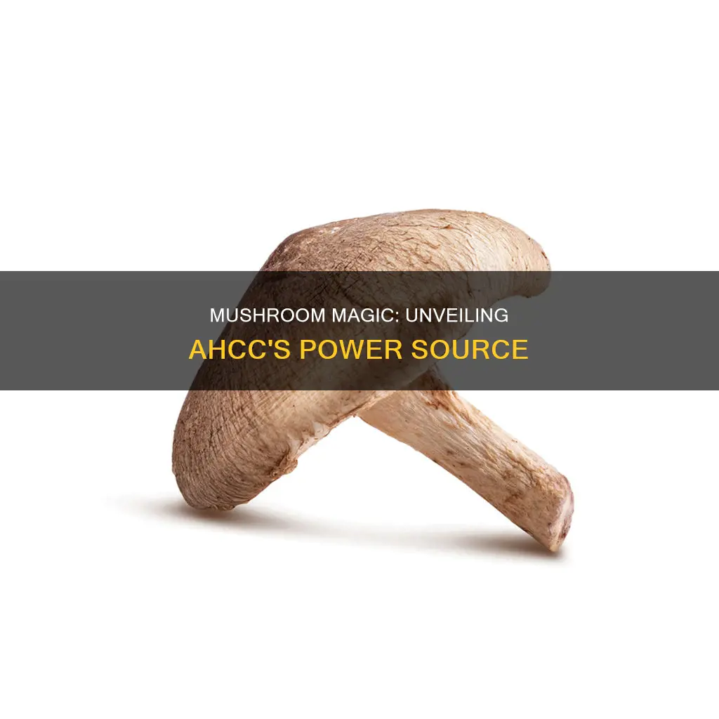 which mushroom is ahcc