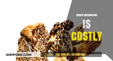 The Most Expensive Mushrooms: A Culinary Luxury