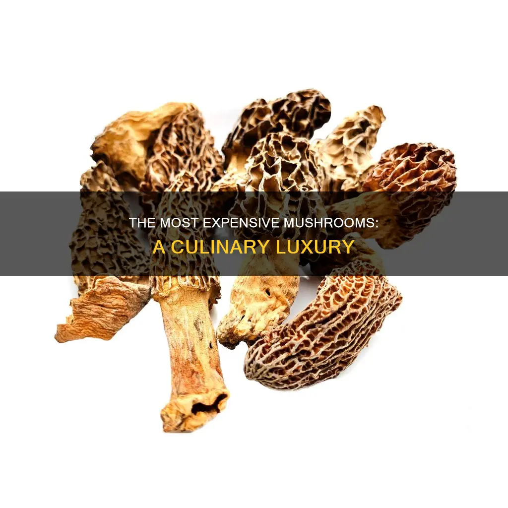 which mushroom is costly