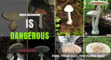 Mushroom Mystery: Which Ones Are Poisonous?