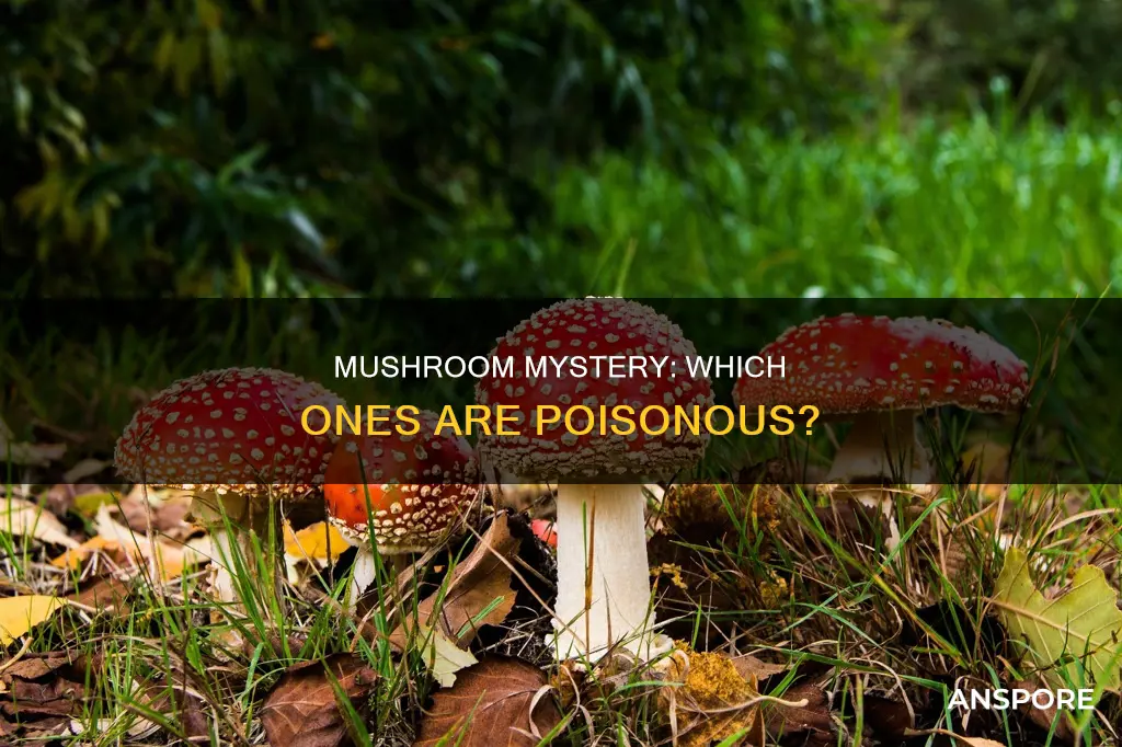 which mushroom is dangerous