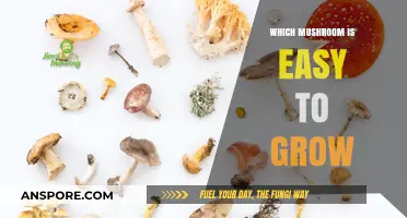 Simple Mushroom Cultivation: Beginner-Friendly Varieties for Home Growers