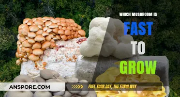 Quick-Growing Mushrooms: Top Varieties for Speedy Harvests at Home