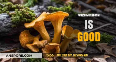 Discover the Best Mushrooms for Health, Flavor, and Culinary Magic